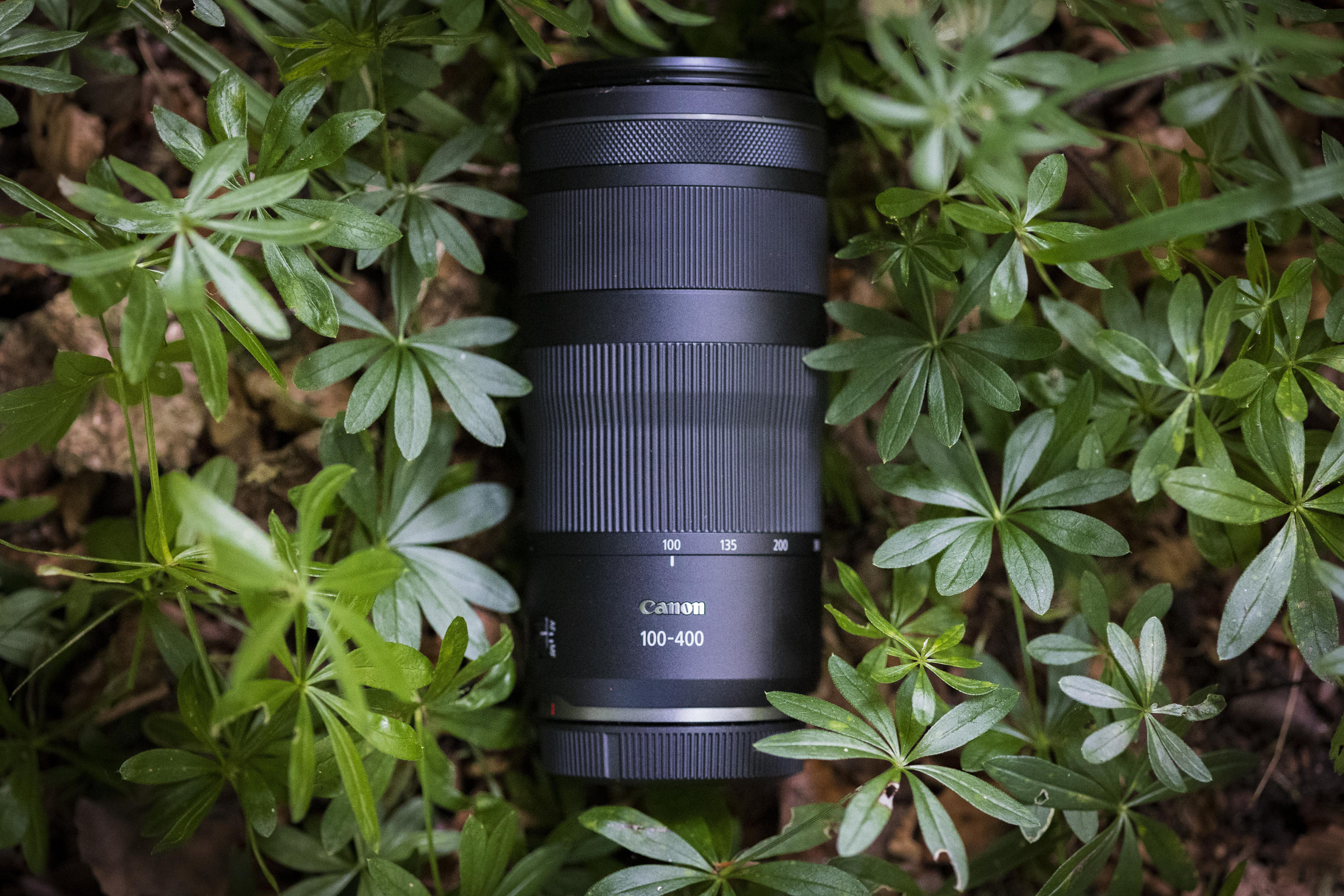 Ein schwarzes Canon-Objektiv liegt in grüner, blättriger Vegetation. Das Objektiv ist beschriftet.