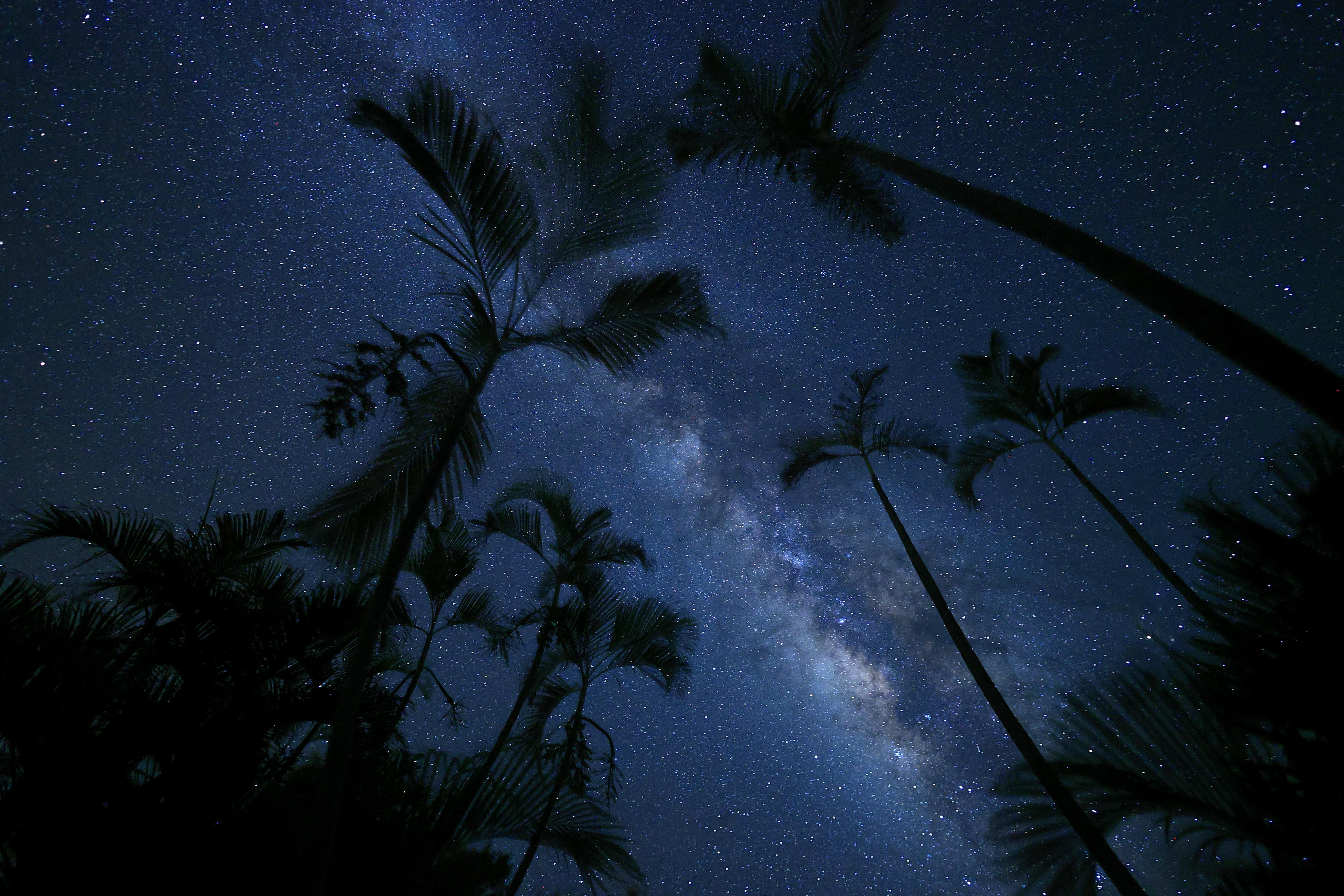 Nachthimmel mit Sternen. Palmen-Silhouetten im Vordergrund.