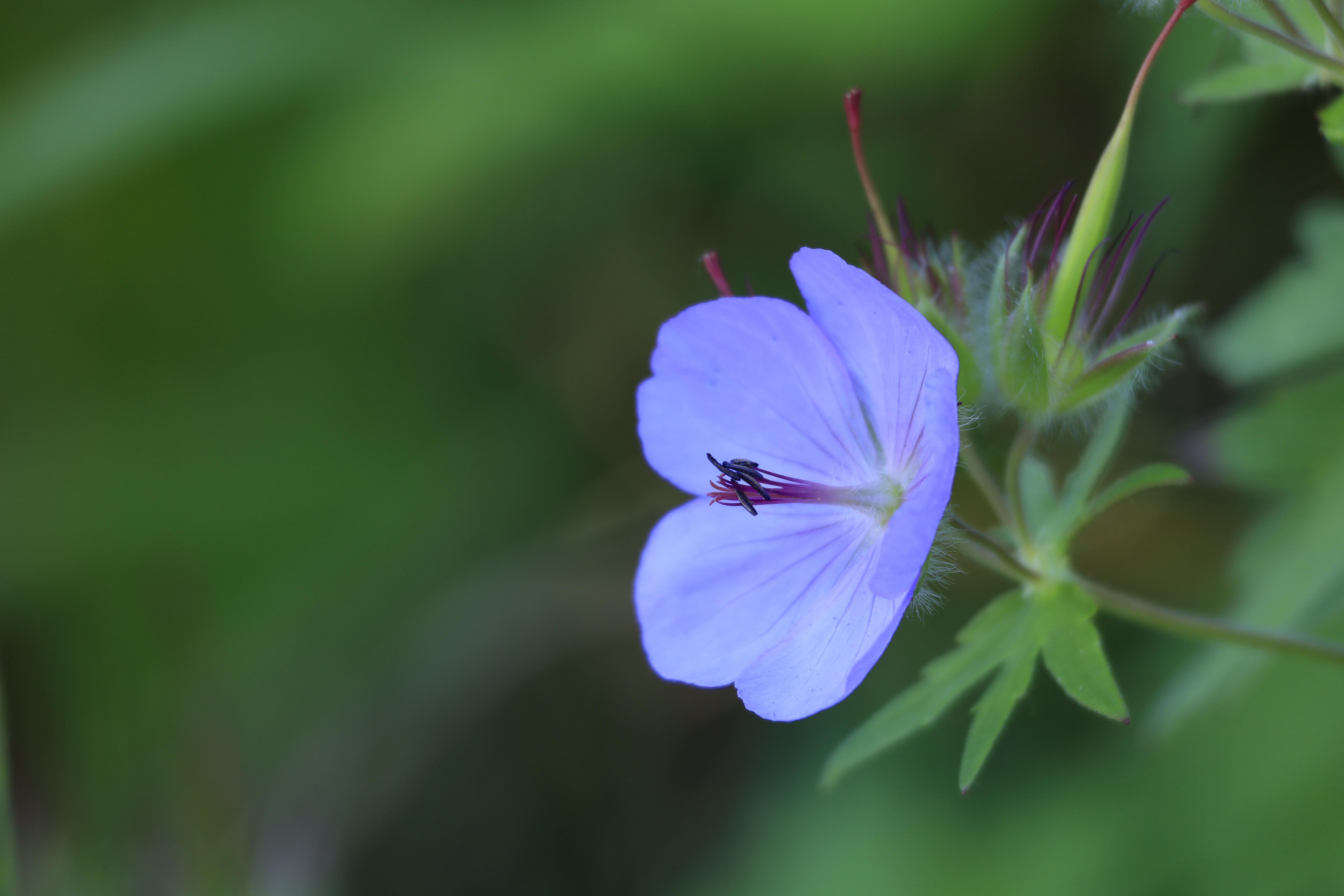 Nahaufnahme einer blauen Blume mit grünen Blättern vor verschwommenem Hintergrund.