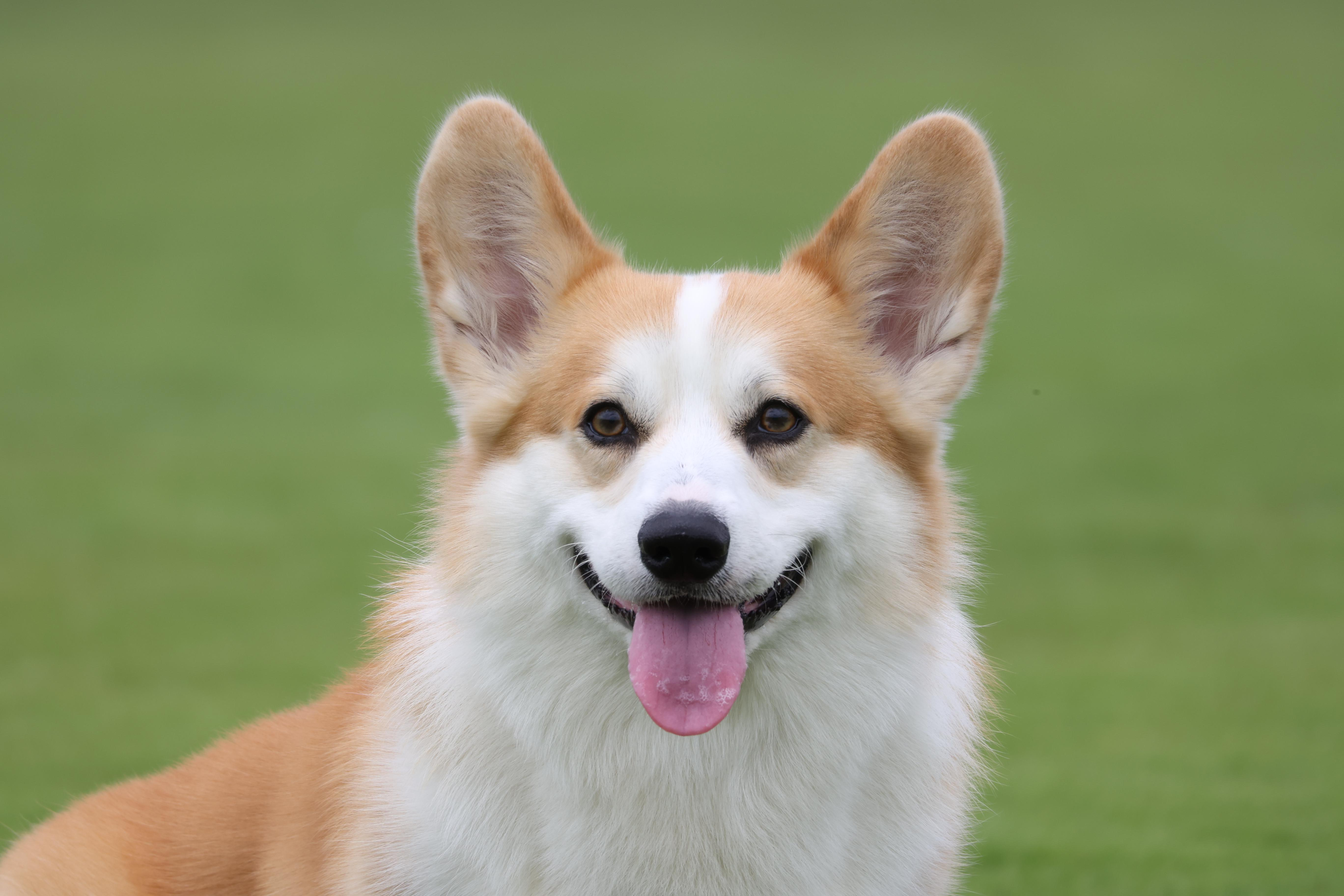 Corgi-Hund, orange-weißes Fell, grüner Gras-Hintergrund, Zunge draußen.