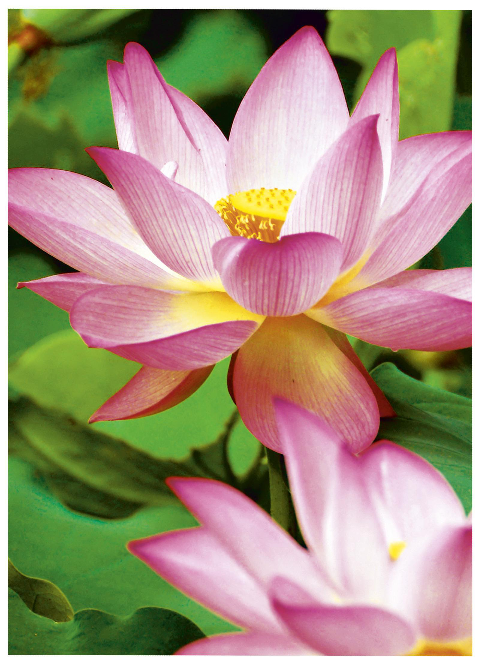Nahaufnahme von zwei rosa Lotusblumen mit gelben Zentren und grünen Blättern.