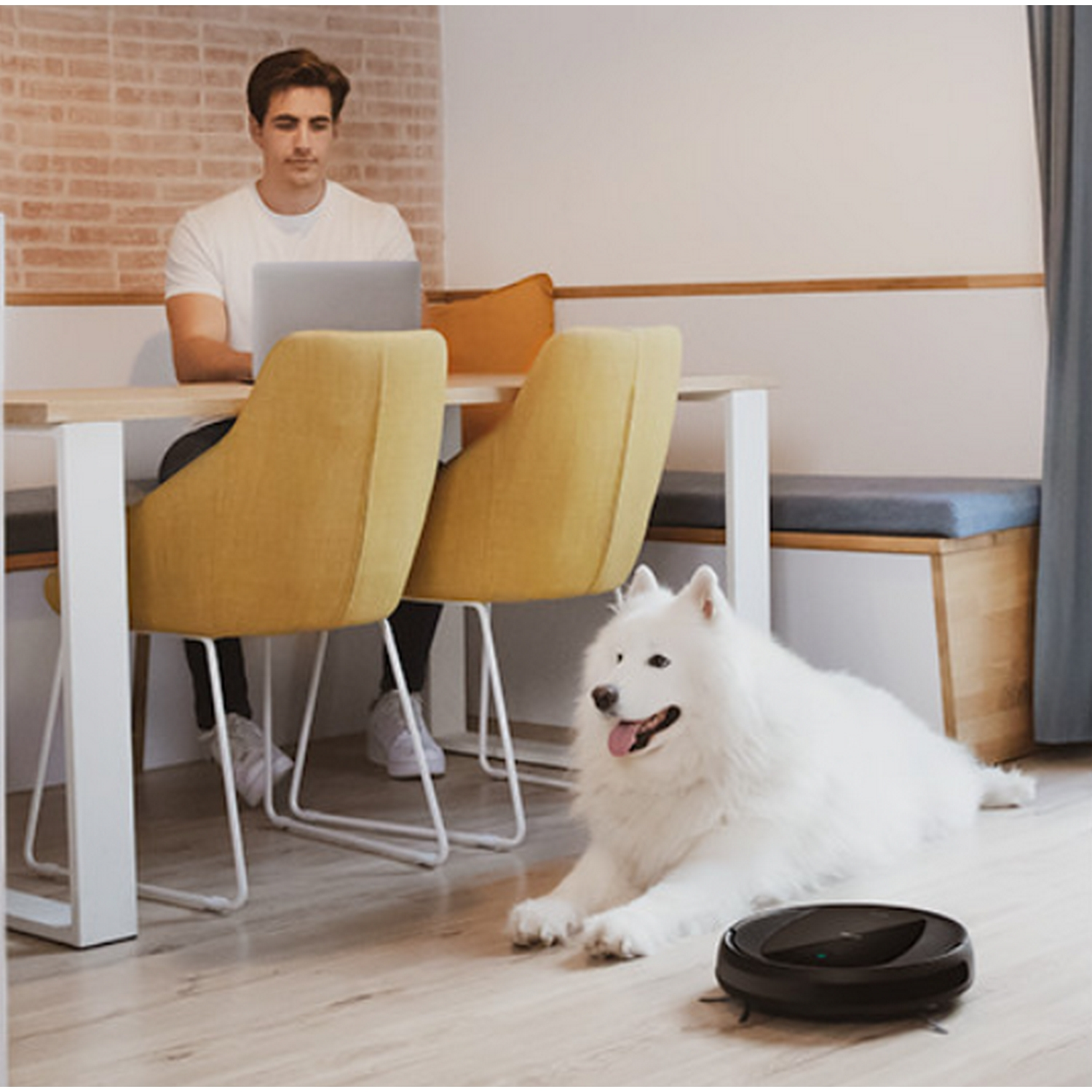 Hombre trabajando en un portátil, con un perro blanco y un robot aspirador.