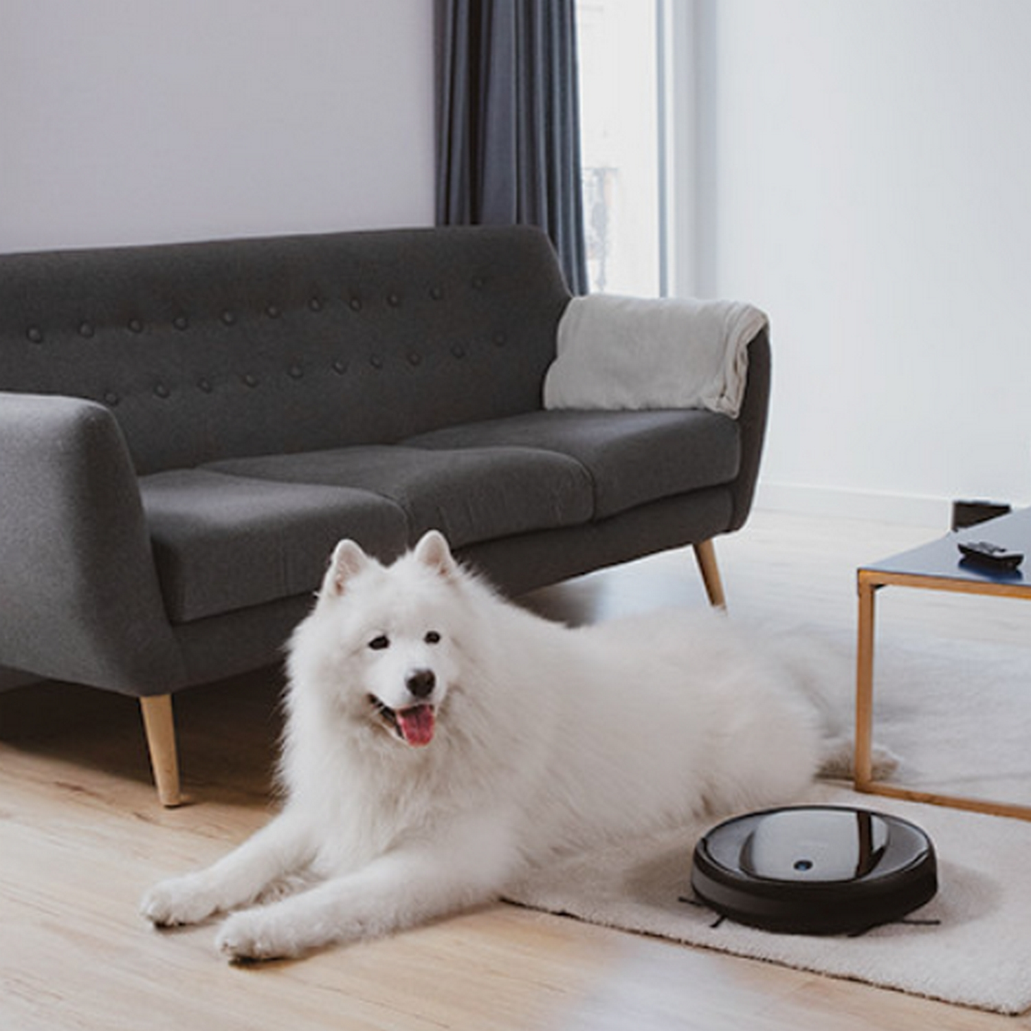 Perro blanco en alfombra cerca de sofá y aspiradora robot.