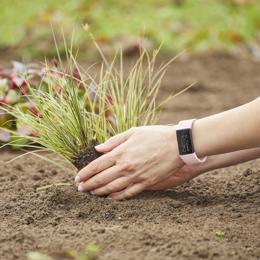 Hände, die eine kleine Pflanze in die Erde setzen. Ein rosa Fitnesstracker am Handgelenk.