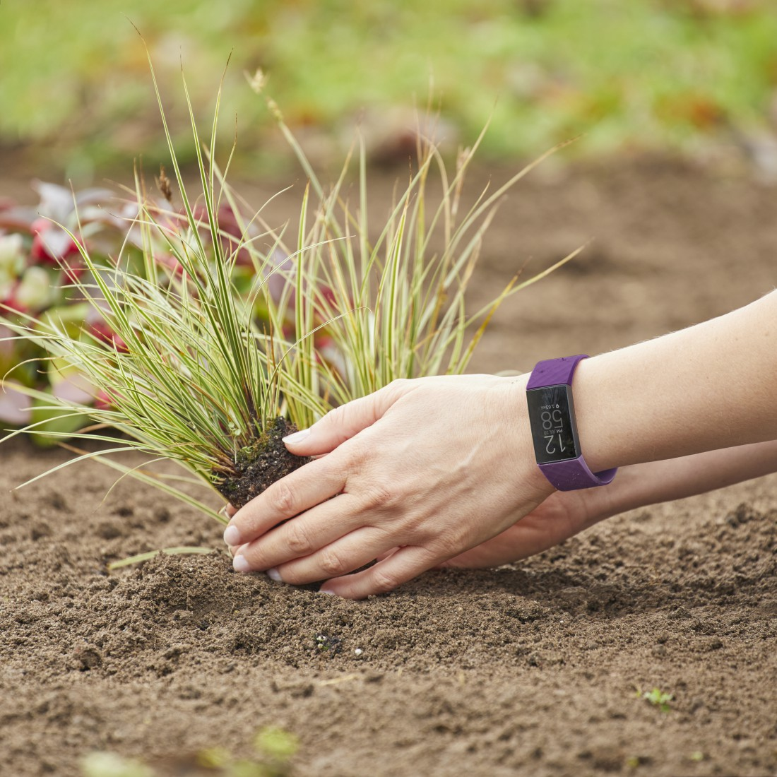 Eine Person, die eine Pflanze in den Garten pflanzt. Die Person trägt einen lila Fitnesstracker.