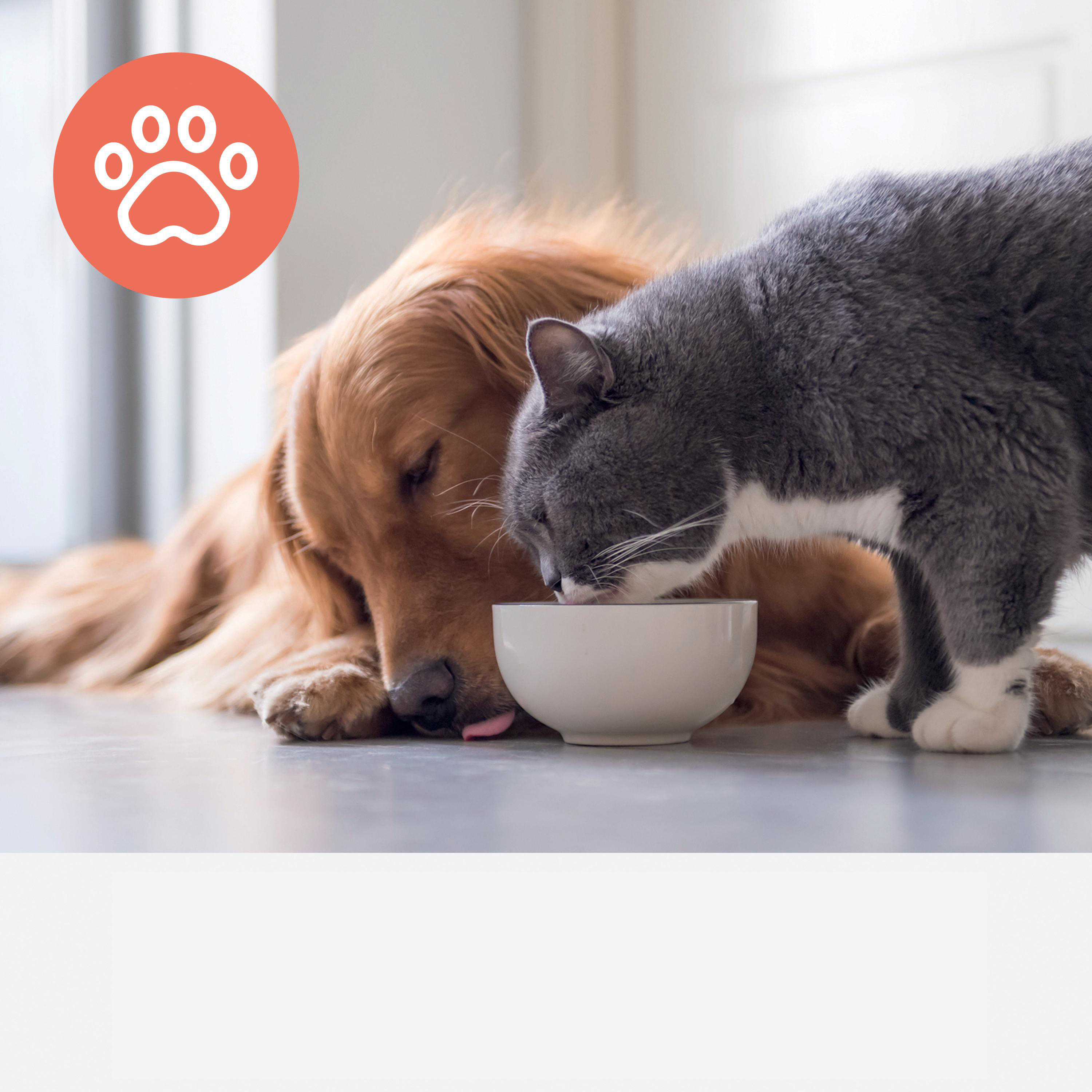 Golden Retriever und graue Katze teilen sich Wassernapf, Pfotenabdruck-Symbol im Hintergrund.