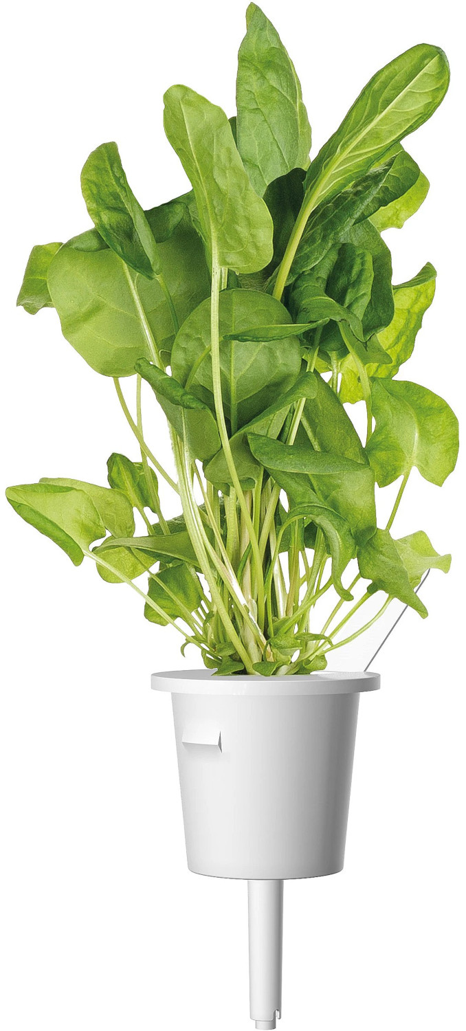 Witte plantenpot met groene bladplant. De plant is lang en heeft veel bladeren.