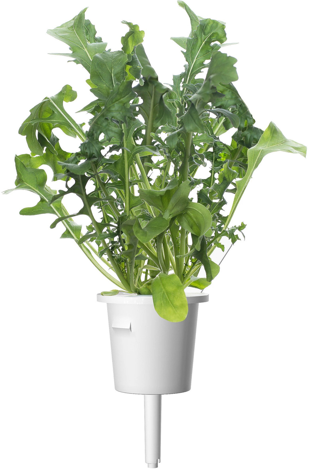 Een witte pot met rucolaplanten die erin groeien.
