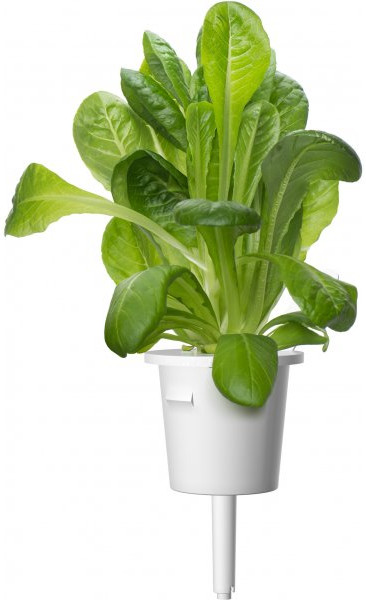 Een hydrocultuur sla plant in een witte pot, tegen een witte achtergrond.