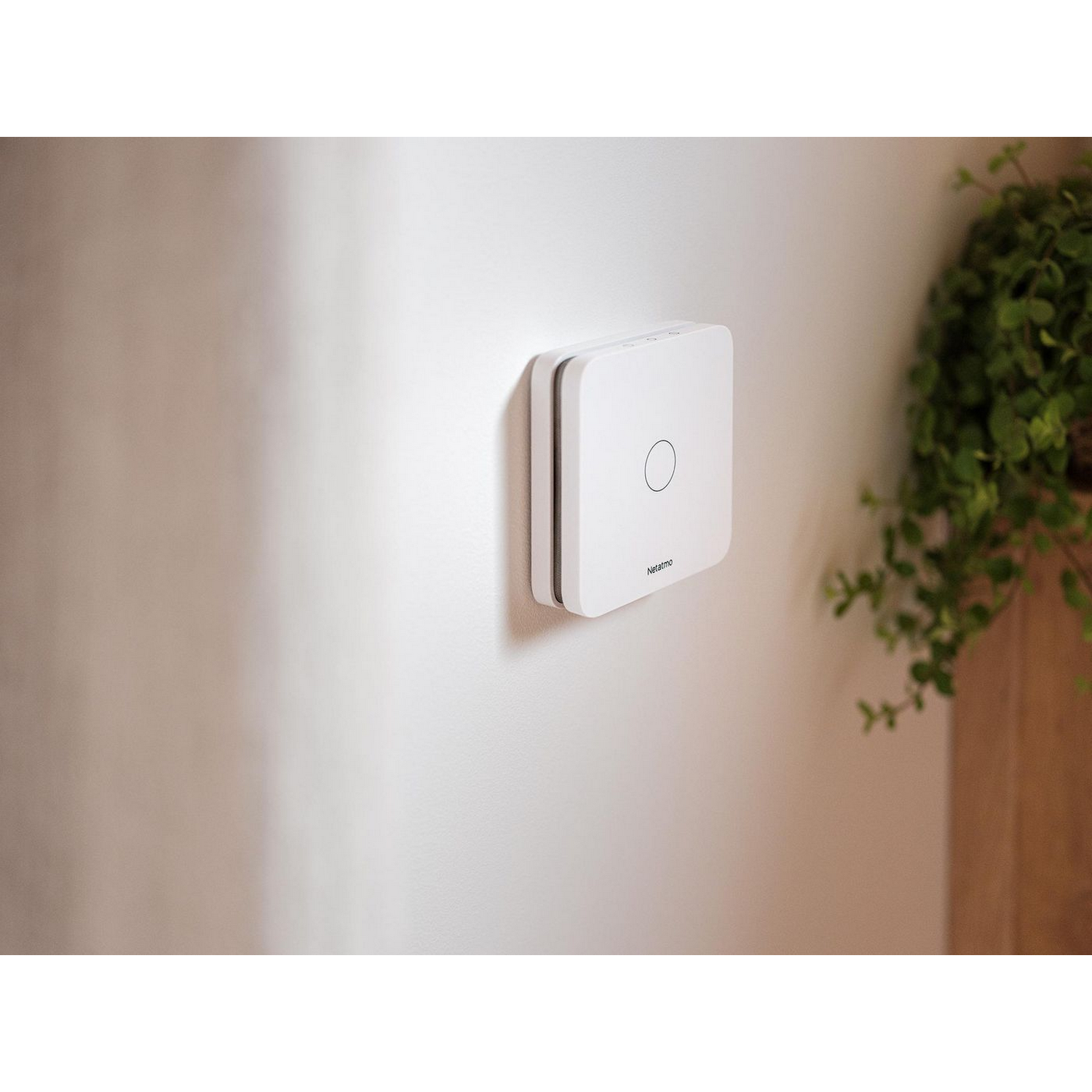 Termostato Nest blanco en una pared blanca con una planta verde.