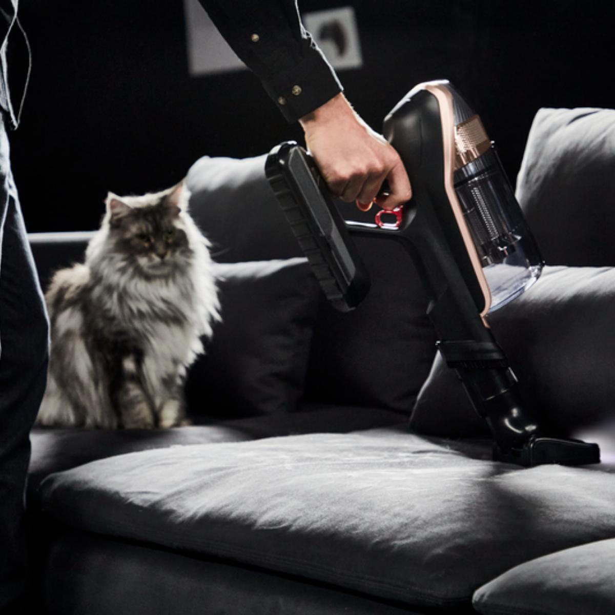 Person saugt graue Couch ab. Eine flauschige graue Katze sitzt auf der Couch und beobachtet den Staubsauger.