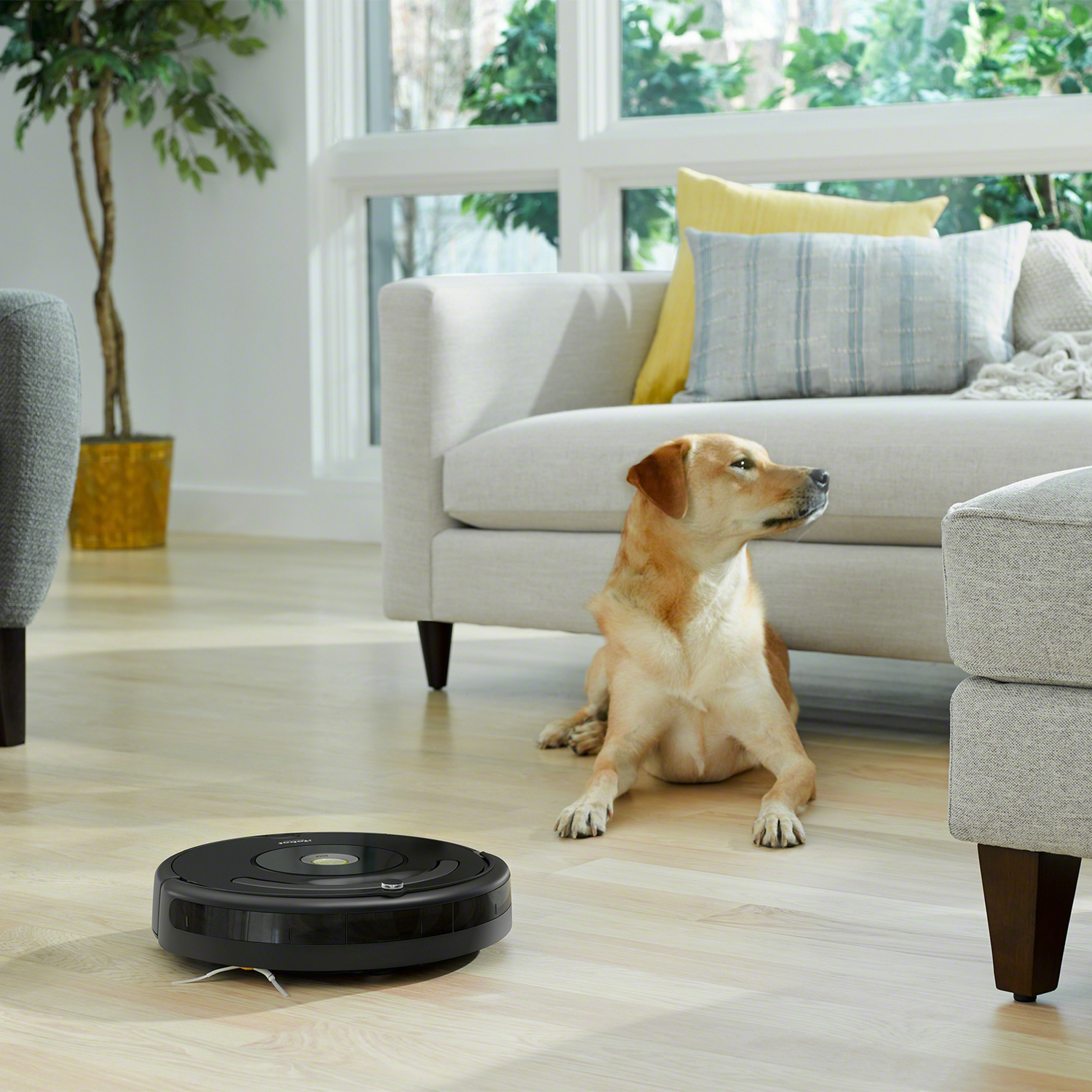 Aspiradora robot en piso de madera. Perro en el fondo. Sofá y ventanas visibles.