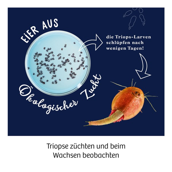 Diagramm einer Petrischale mit Eiern und Triops, mit Pfeilen und Text auf Deutsch.