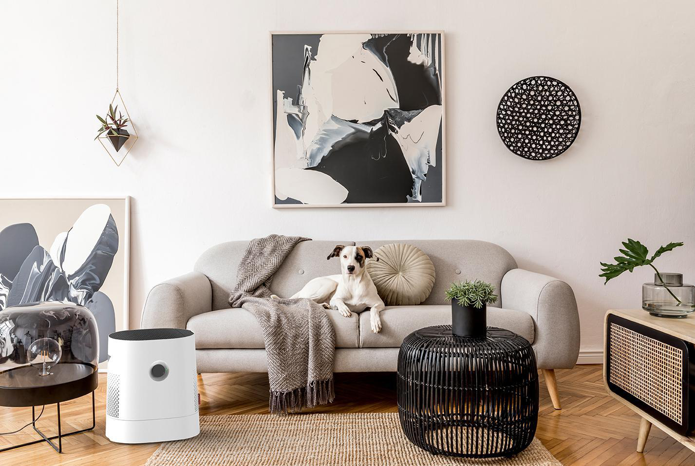Wohnzimmer mit Hund auf Sofa, schwarzem Couchtisch und moderner Einrichtung.