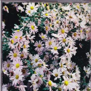 Nahaufnahme vieler weißer und gelber Blumen mit grünen Blättern, die den Rahmen ausfüllen.