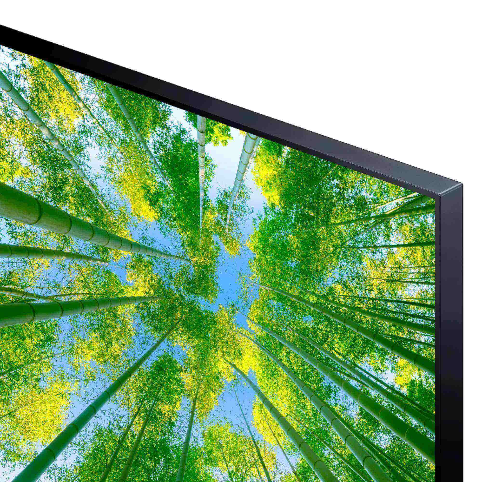 Primer plano de una pantalla de TV mostrando un bosque de bambú con cielo azul.