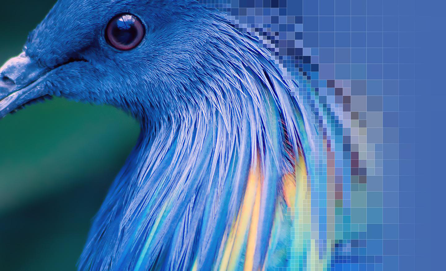 Nahaufnahme des Kopfes eines blauen Vogels mit detaillierten Federn und einem Auge.
