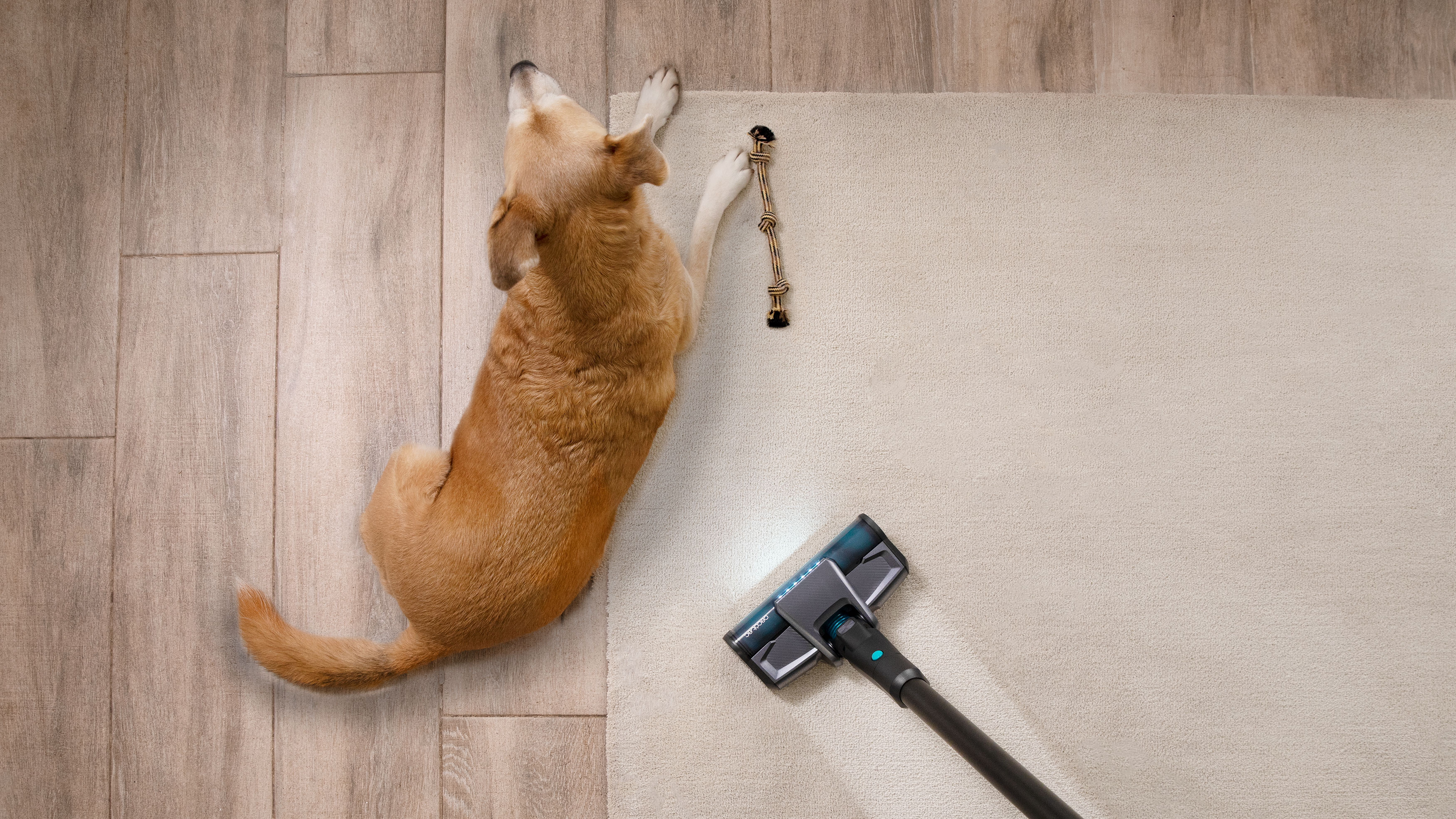 Perro acostado en una alfombra con una aspiradora cerca, vista superior.