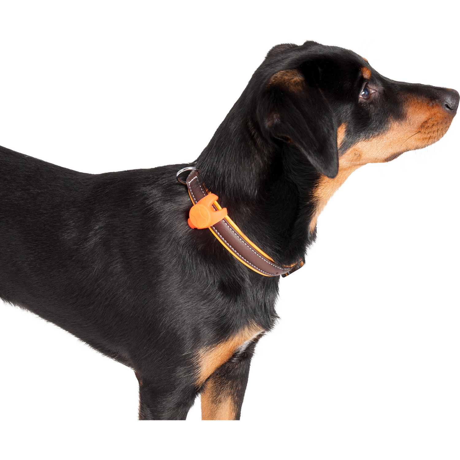 Un perro que lleva un collar con una etiqueta naranja.