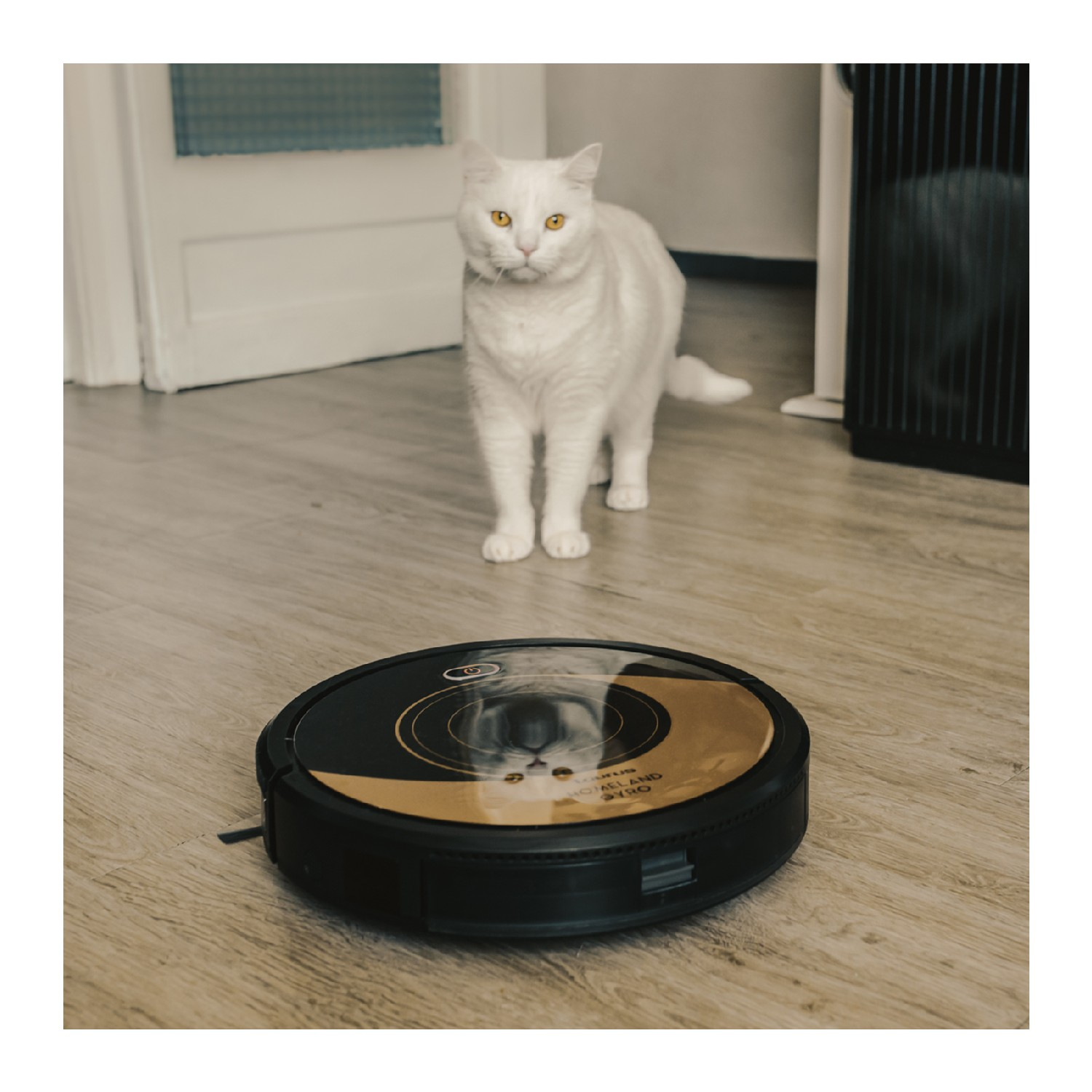 Gato blanco observando un aspirador robot negro y dorado en un suelo de madera.