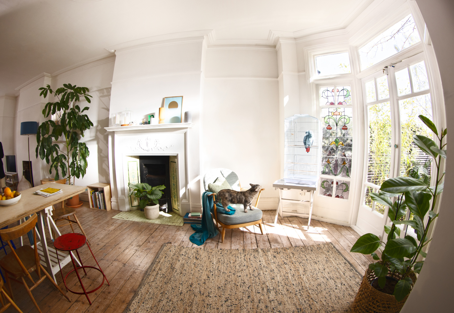 Salon avec un chat sur une chaise, des plantes et un perroquet en cage près d'une fenêtre.