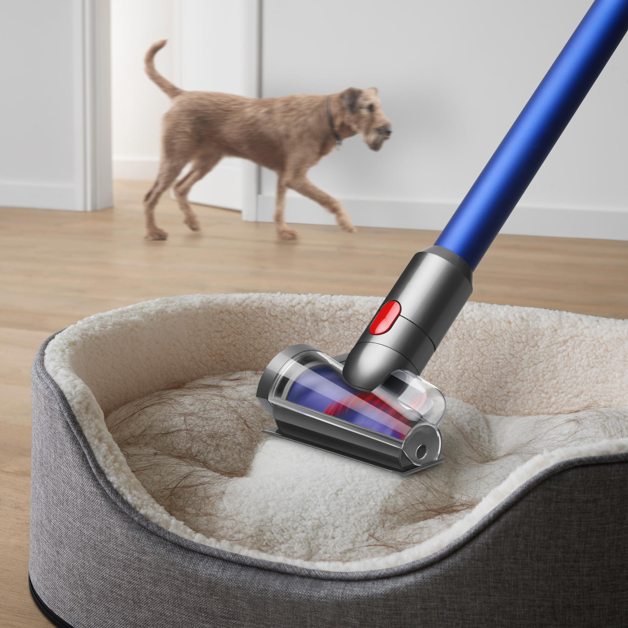 Dyson-Staubsauger reinigt Hundebett, im Hintergrund geht ein Hund.