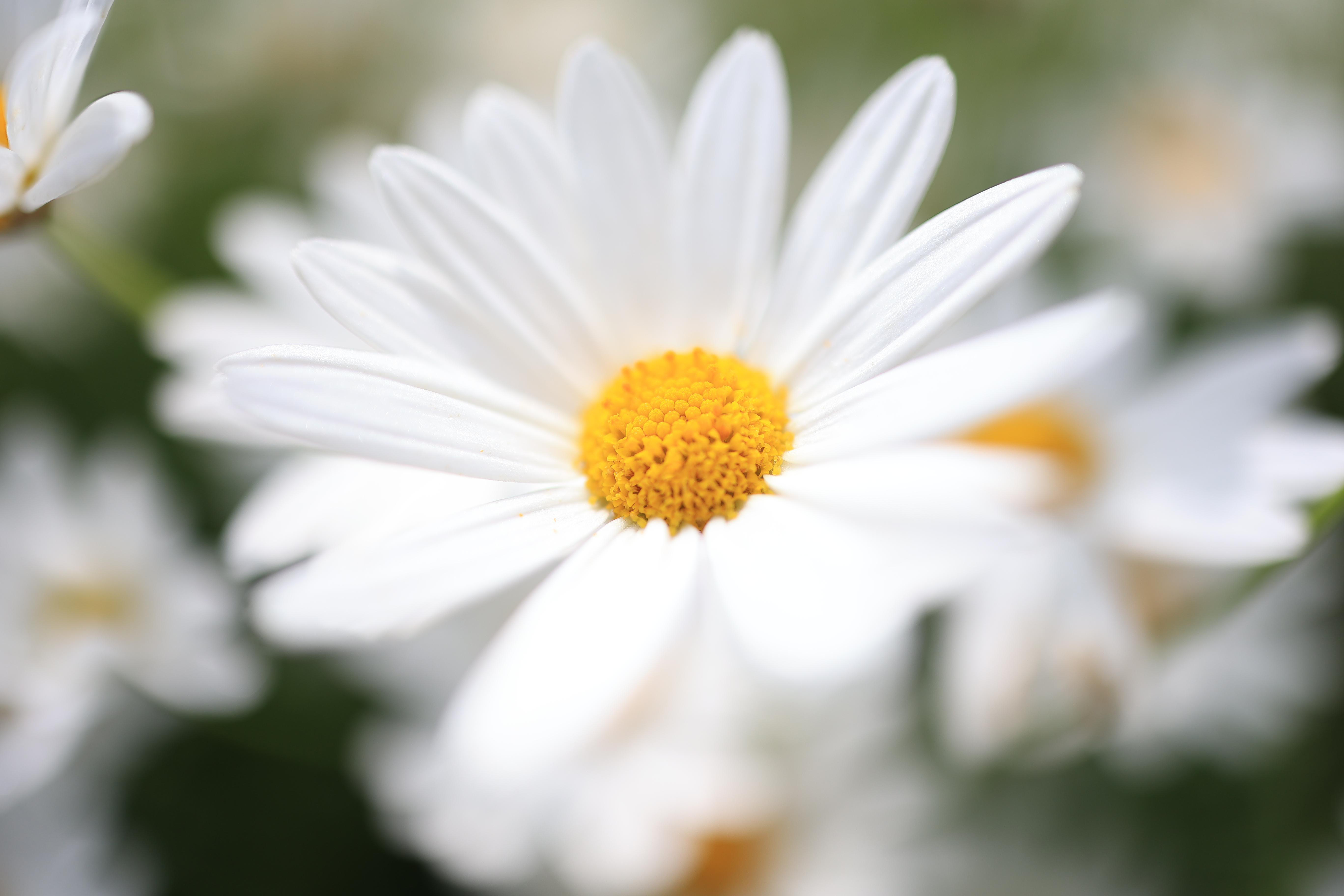 Nahaufnahme von weißen Gänseblümchen mit gelben Zentren. Einige Gänseblümchen sind scharfgestellt, andere unscharf.