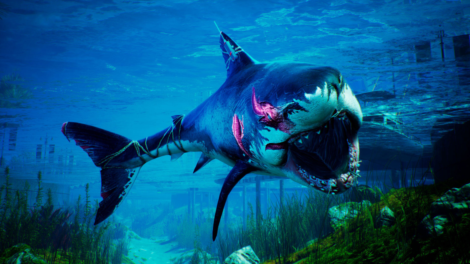Un grand requin blanc avec des blessures visibles nageant sous l'eau, plantes vertes et eau bleue.