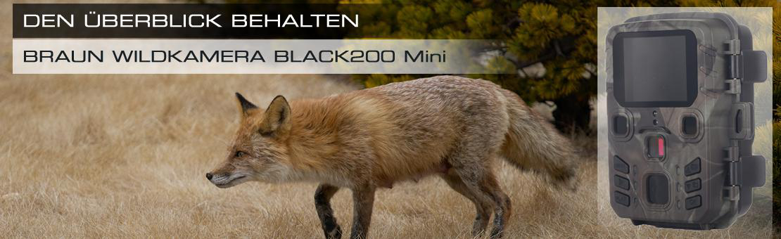 Ein Rotfuchs geht durch hohes Gras. Rechts eine Wildkamera. Text: Braun Wildkamera Black200 Mini.