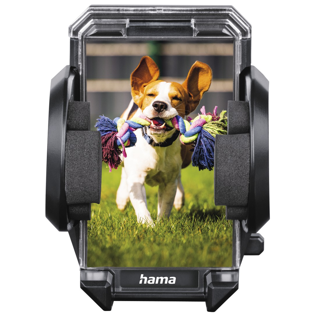 Ein Hund hält ein Spielzeug im Maul und rennt auf grünem Gras.