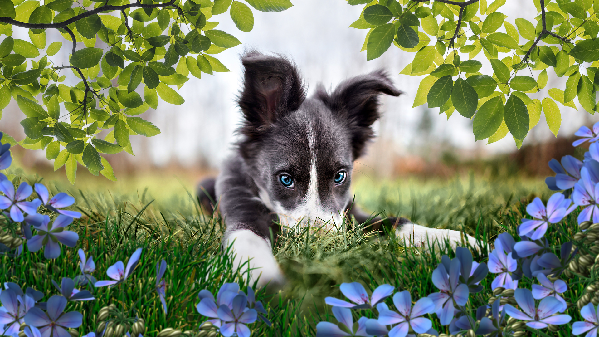 Adobe Photoshop Elements 2023 - PC/MAC - Italienisch