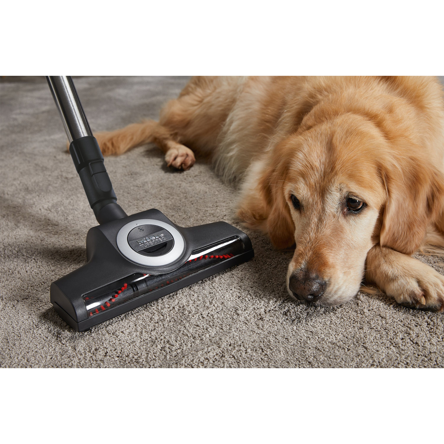 Un golden retriever è sdraiato su un tappeto mentre una testina dell'aspirapolvere si avvicina.