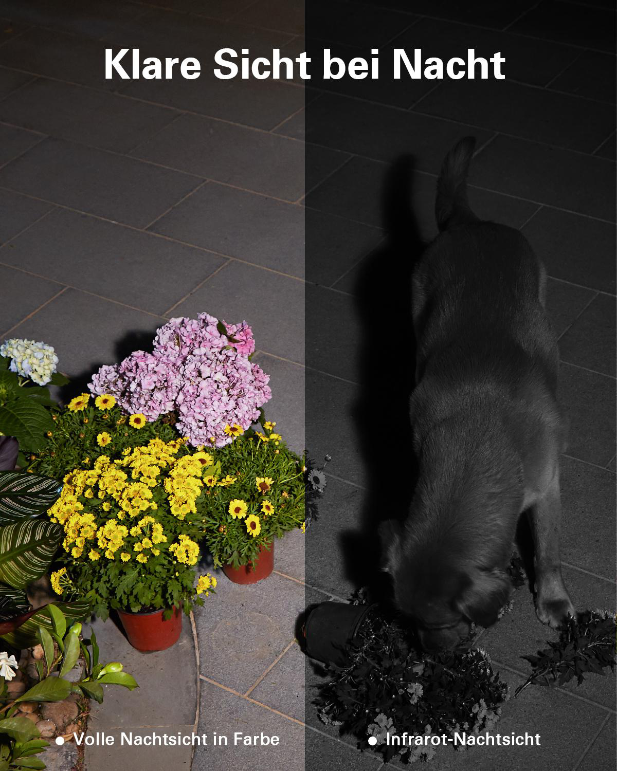 Links: Blumen in Farbe bei Nacht. Rechts: Hund im Infrarot-Nachtsicht-Modus.
