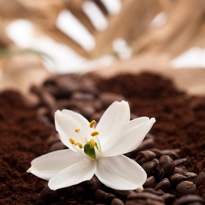 Gros plan sur une fleur blanche, des grains de café et du marc de café. La fleur est au centre de l'image.