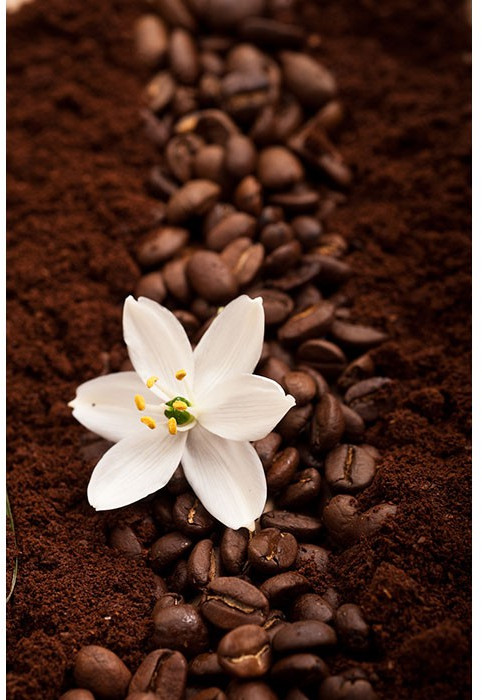 Gros plan sur des grains de café et du café moulu avec une fleur blanche au milieu.