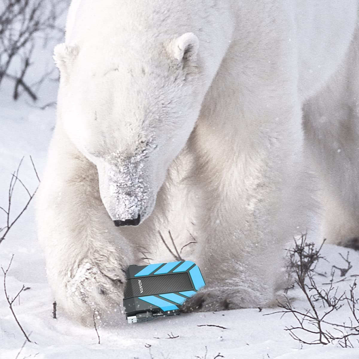 Niedźwiedź polarny z niebiesko-czarnym dyskiem twardym na śniegu. Niedźwiedź patrzy w dół.