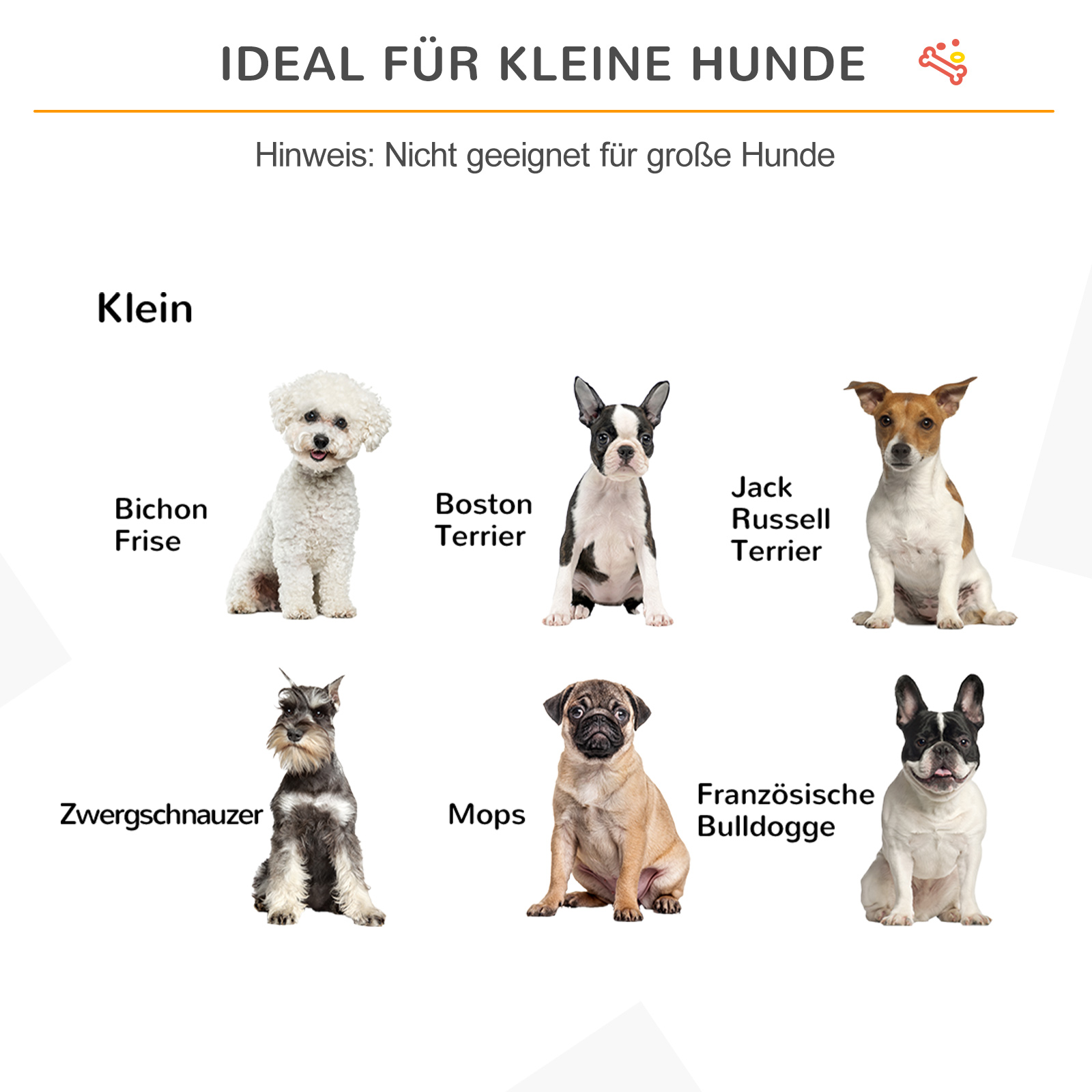 Bild zeigt kleine Hunderassen: Bichon Frise, Boston Terrier, Jack Russell Terrier und andere.