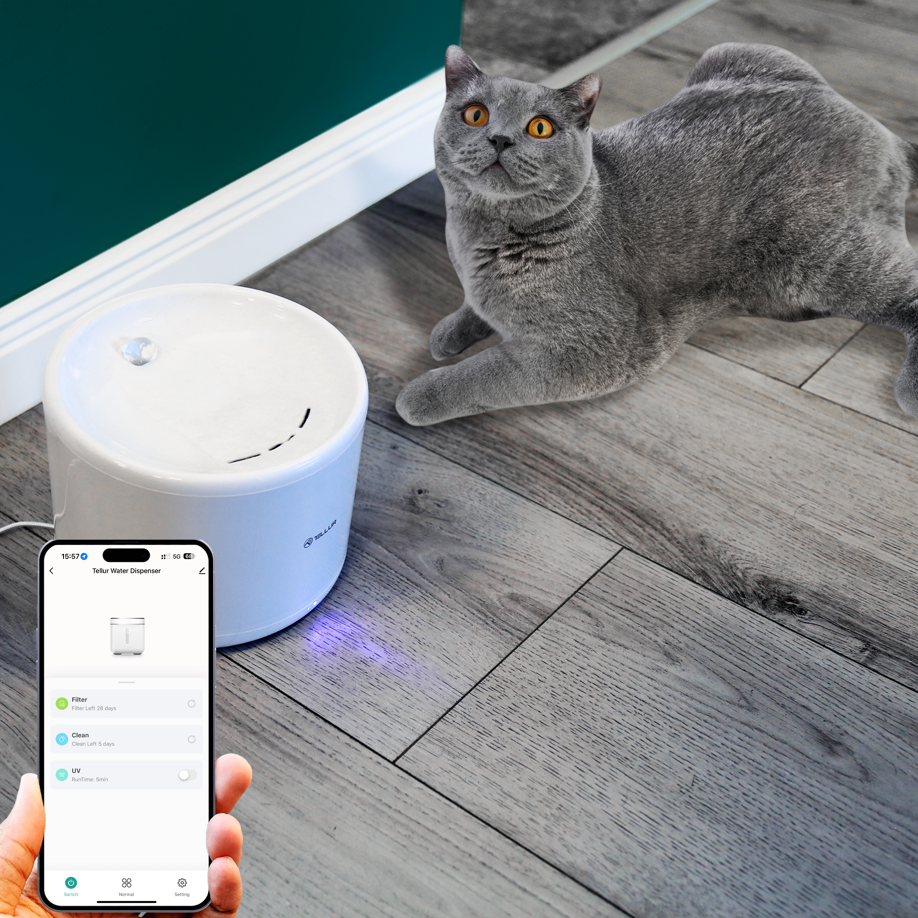 Eine graue Katze schaut nach oben, in der Nähe eines Wasserspenders. Das Telefon zeigt die App-Steuerung.