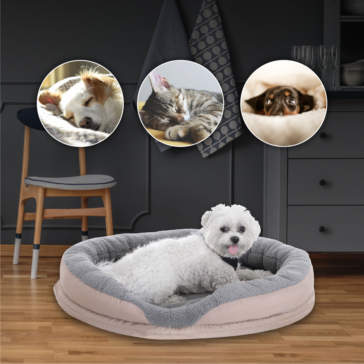 Un perro blanco en una cama, con tres retratos de perros y gatos en círculos.