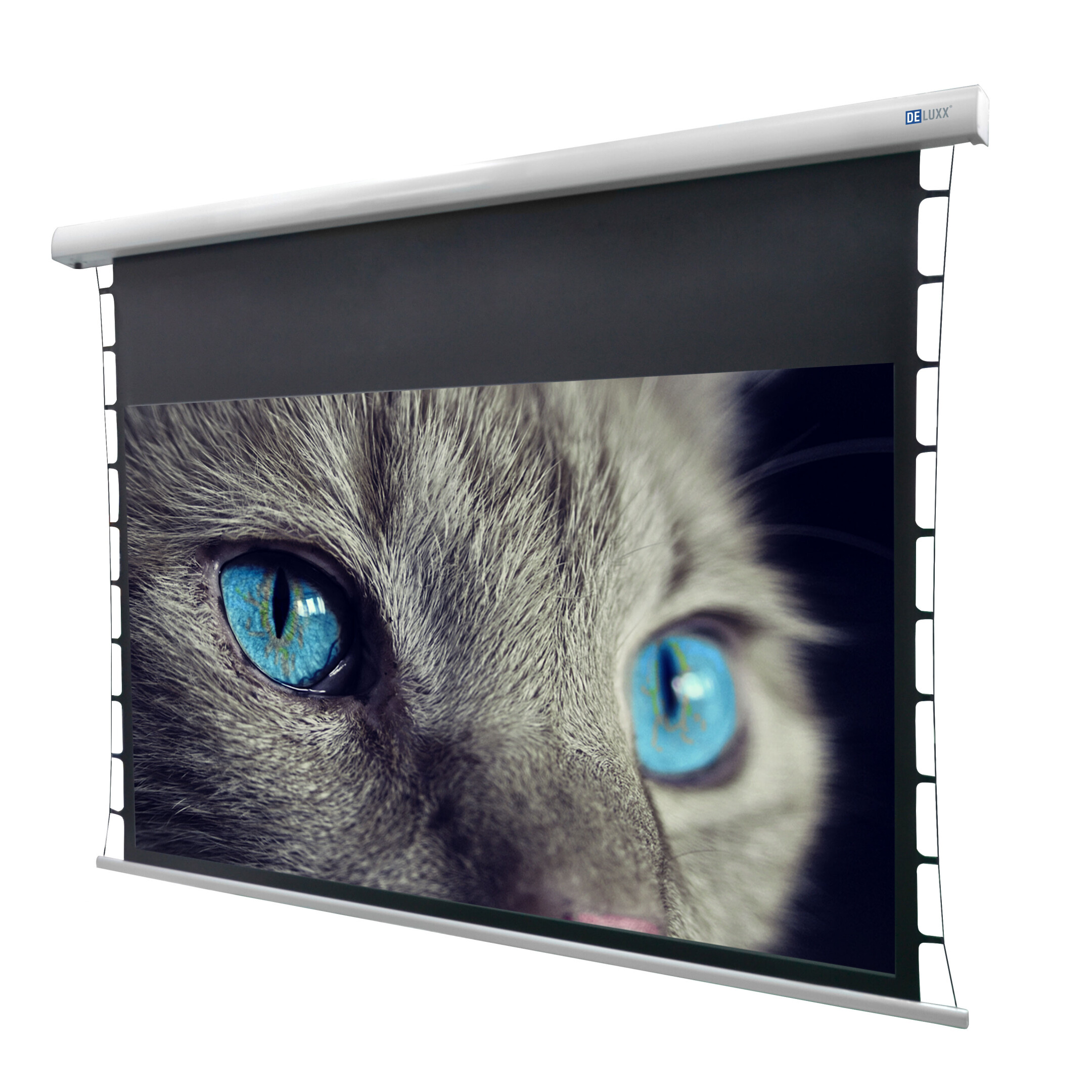 Eine Projektionsfläche zeigt das Gesicht einer Katze mit hellblauen Augen.