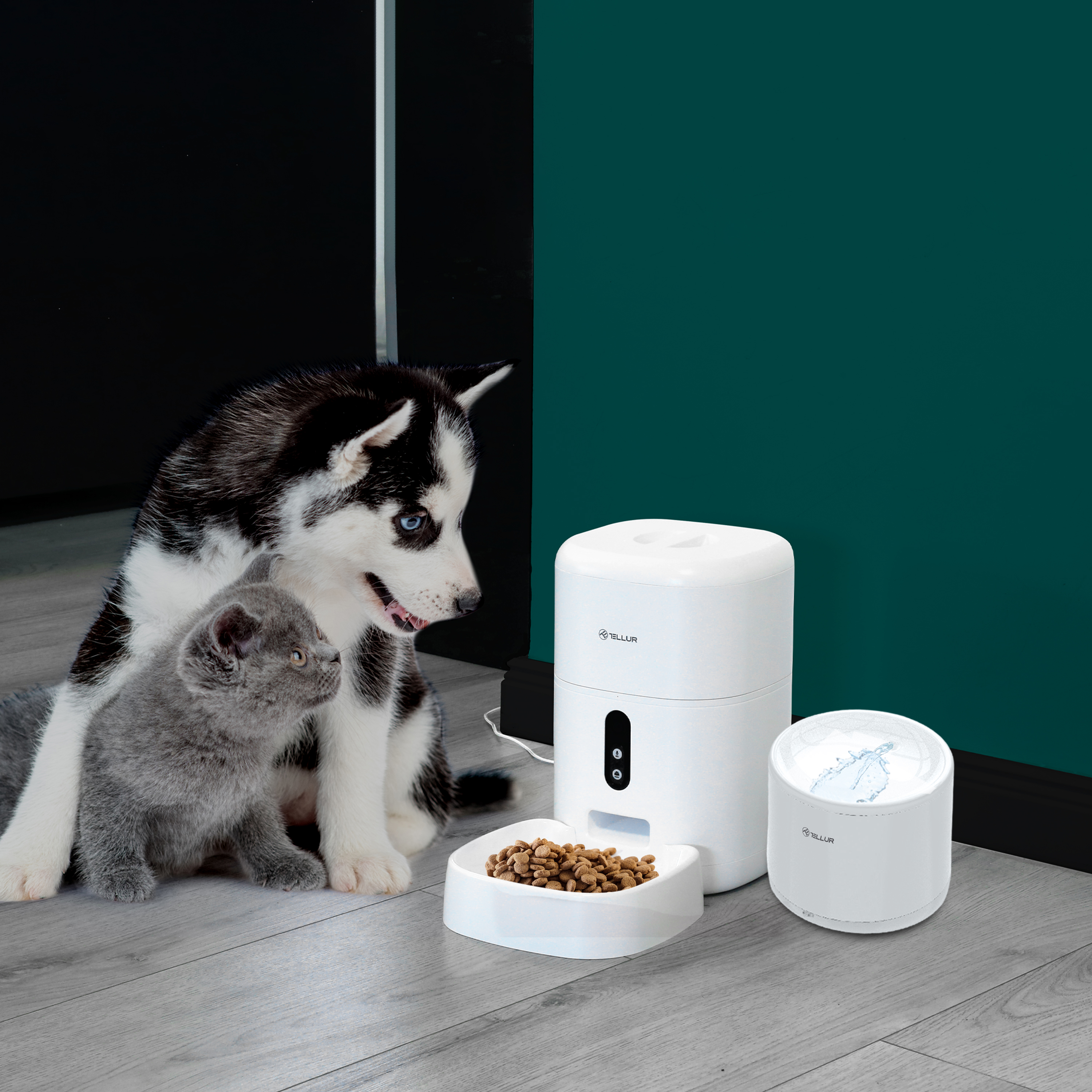 Ein Husky-Welpe und ein graues Kätzchen in der Nähe eines weißen Haustierfutterautomaten und eines Wasserspenders.