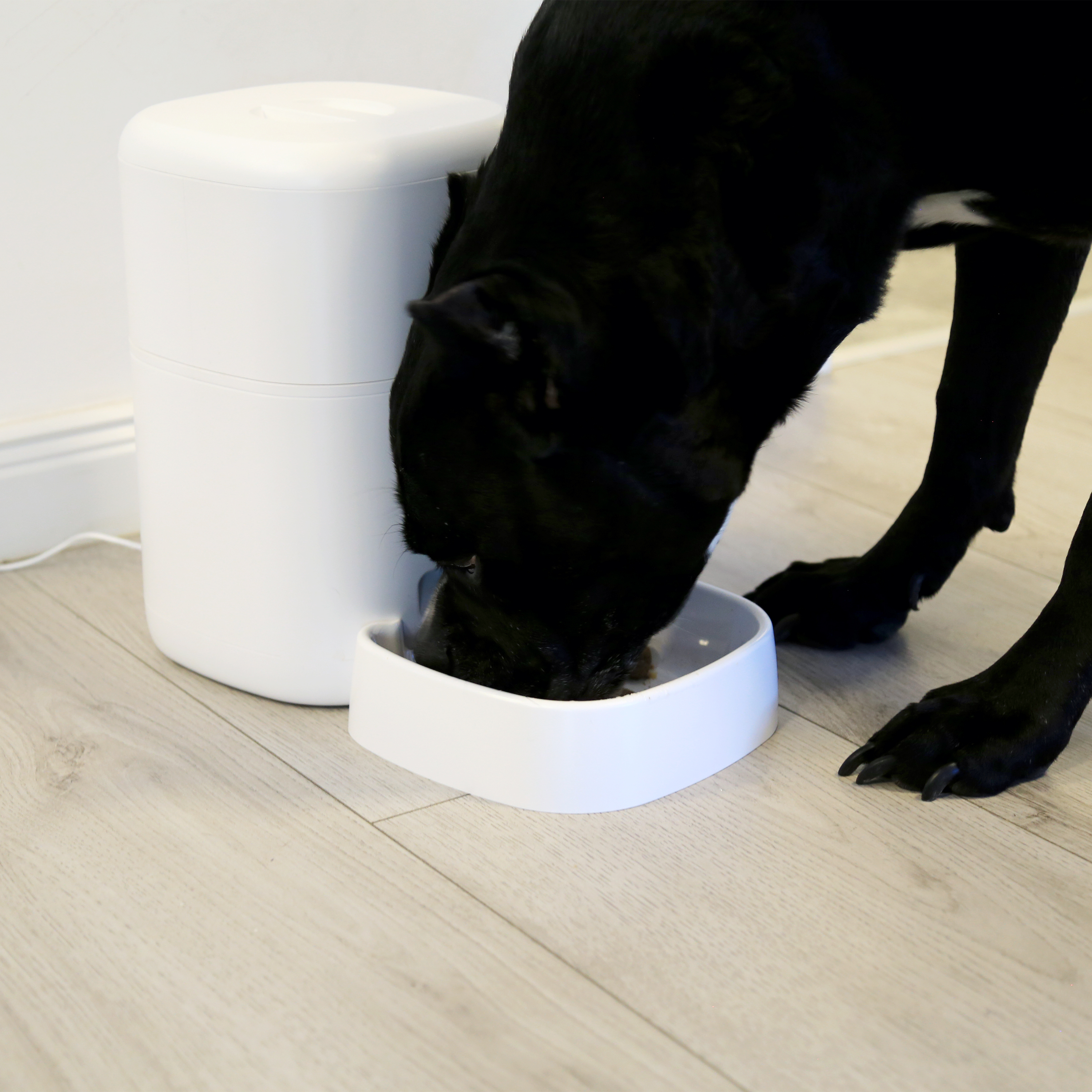Ein schwarzer Hund, der aus einem weißen Hundenapf neben einem weißen, zylindrischen Futterautomaten frisst.