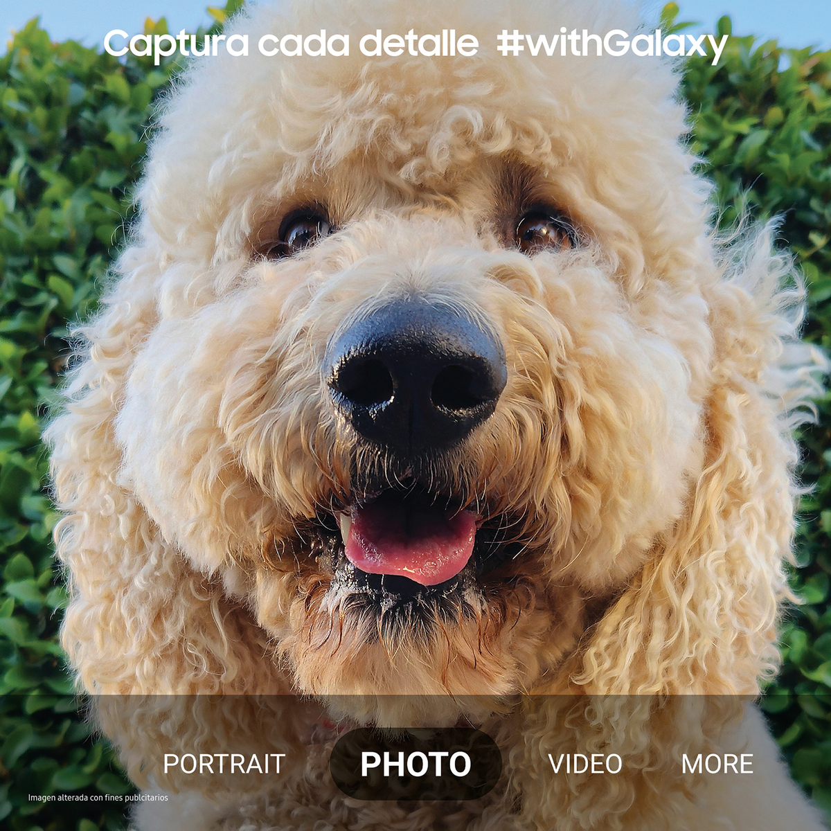 Zbliżenie puszystego psa z tekstem o opcjach portretu, zdjęcia, wideo.