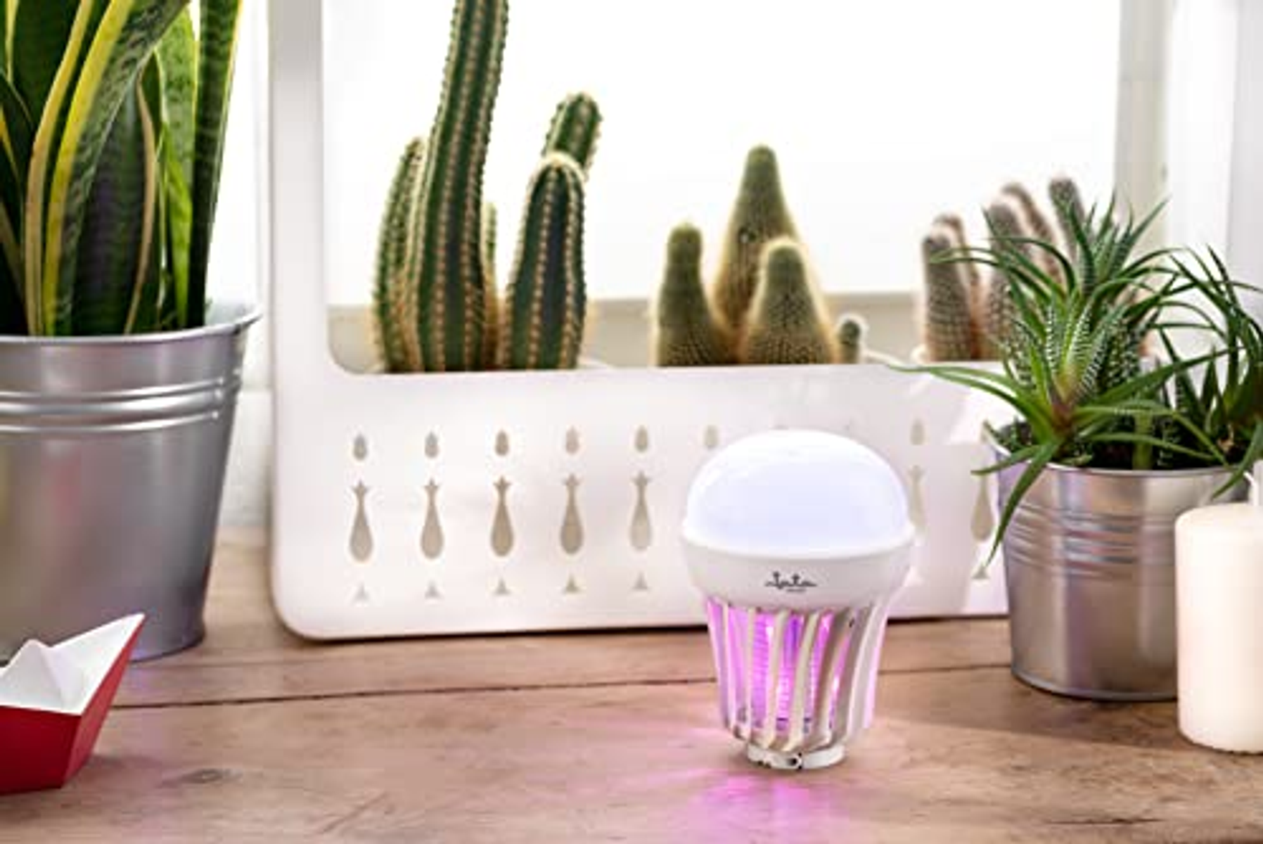 Una lámpara matamoscas rodeada de plantas. Cactus y otras plantas en el fondo.