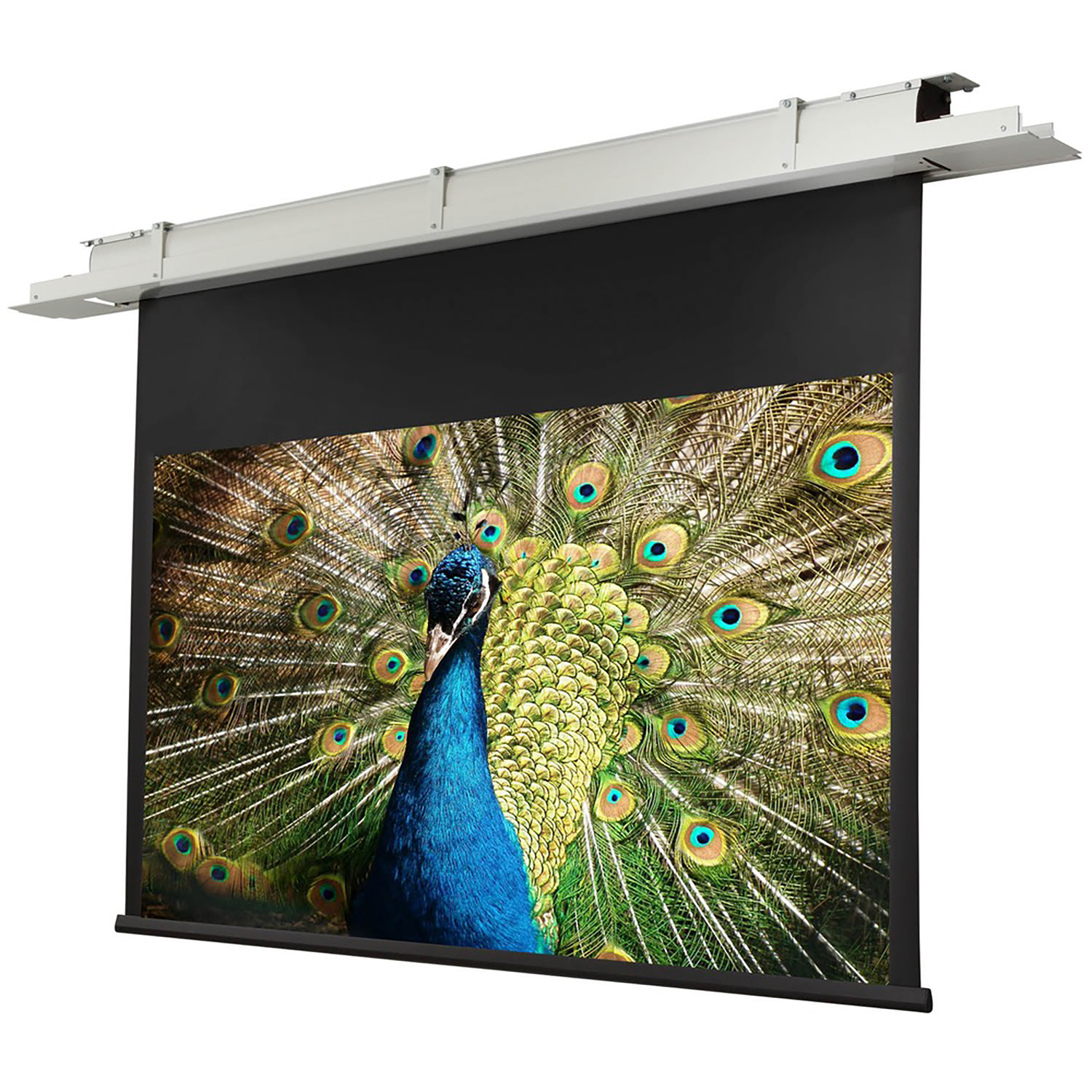 Pantalla eléctrica techo empotrable celexon Expert 250 x 140 cm