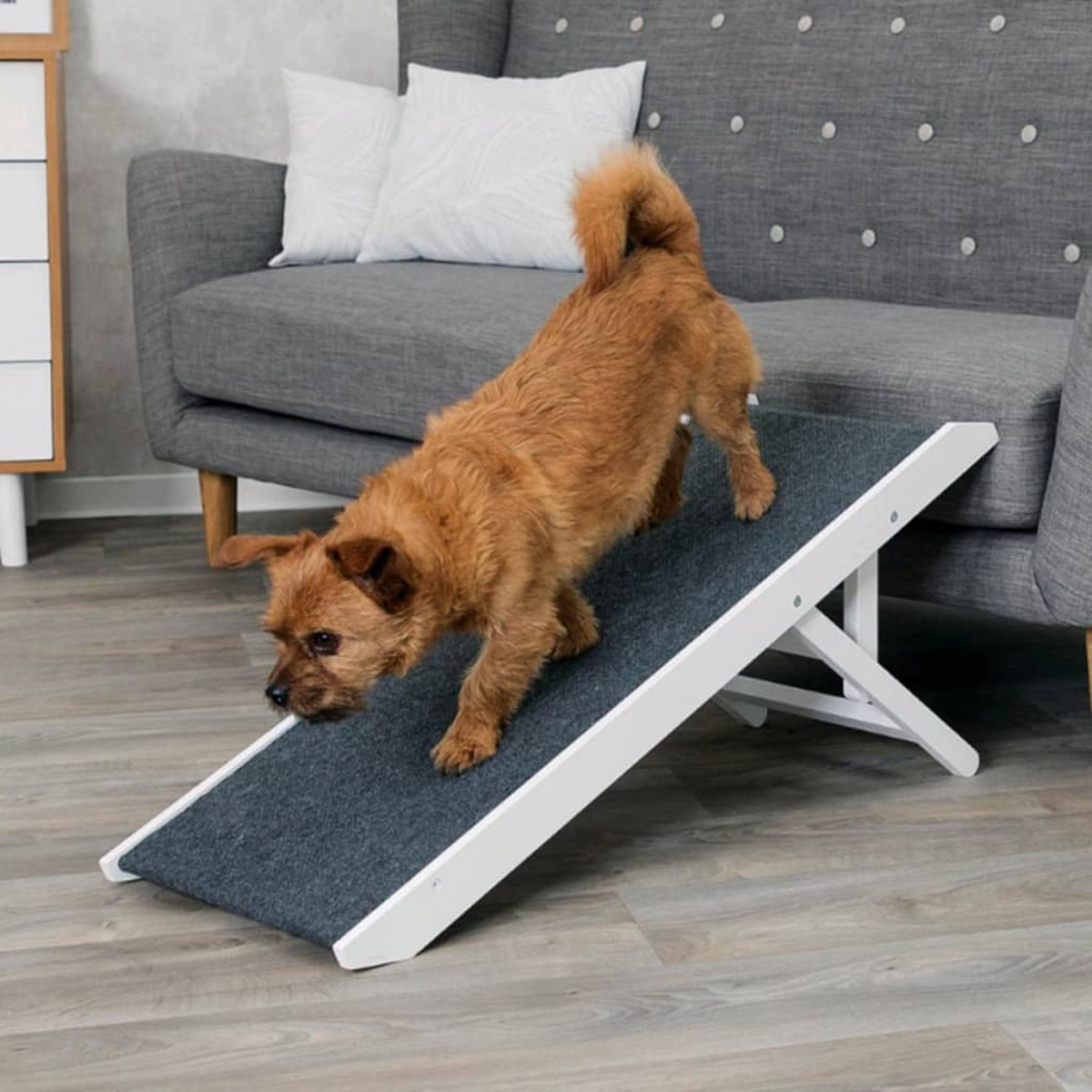 Kleiner Hund geht eine weiße Holzrampe mit grauem Teppich hinunter, graues Sofa im Hintergrund.
