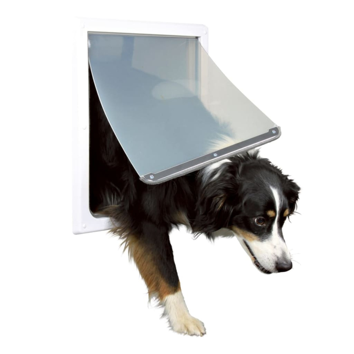 Ein Hund geht durch eine Hundetür. Der Hund ist schwarz und weiß mit braunen Beinen.