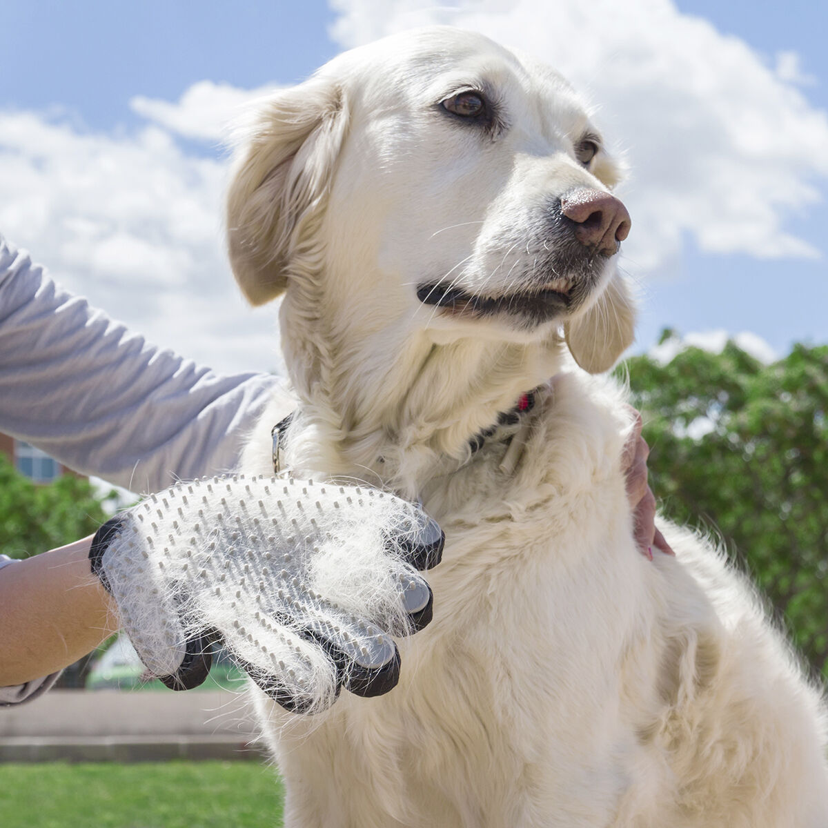 Una persona arreglando un golden retriever con un guante. El guante elimina el pelo suelto.