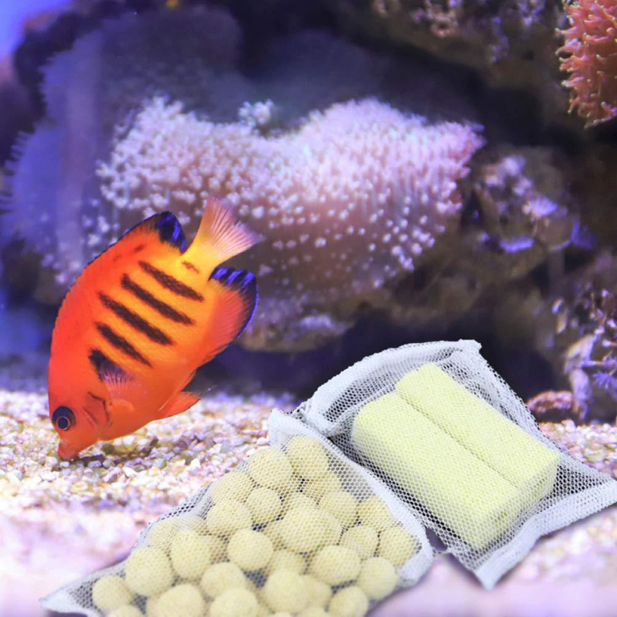 Oranger Fisch mit schwarzen Streifen schwimmt in der Nähe von zwei Beuteln mit gelben Kugeln und einem weißen Netz. Hintergrundkoralle.