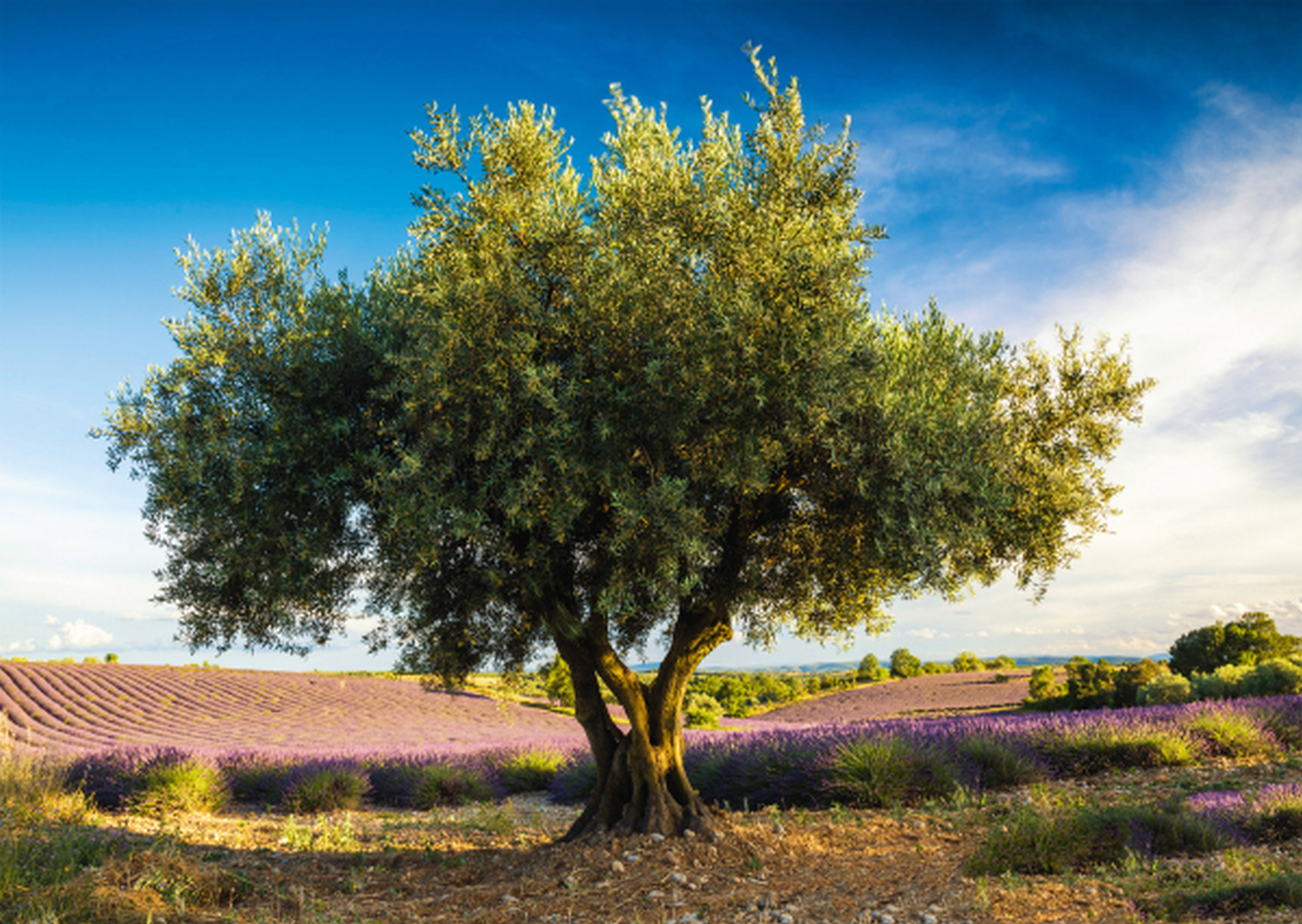 SPIELE SCHMIDT Puzzle in Olivenbaum Provence der